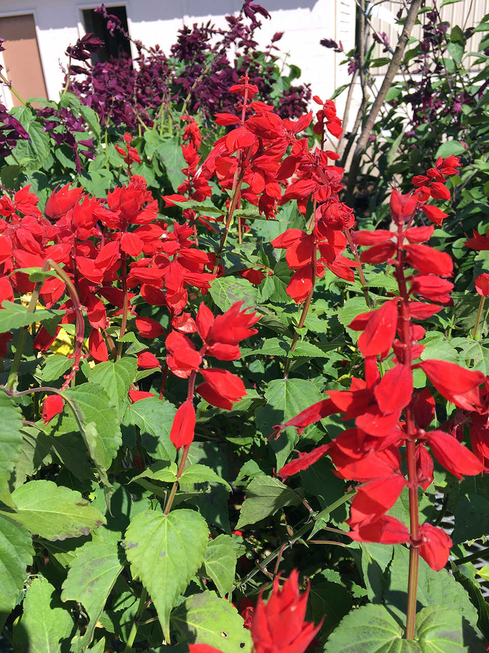 Red flowers on a bush.